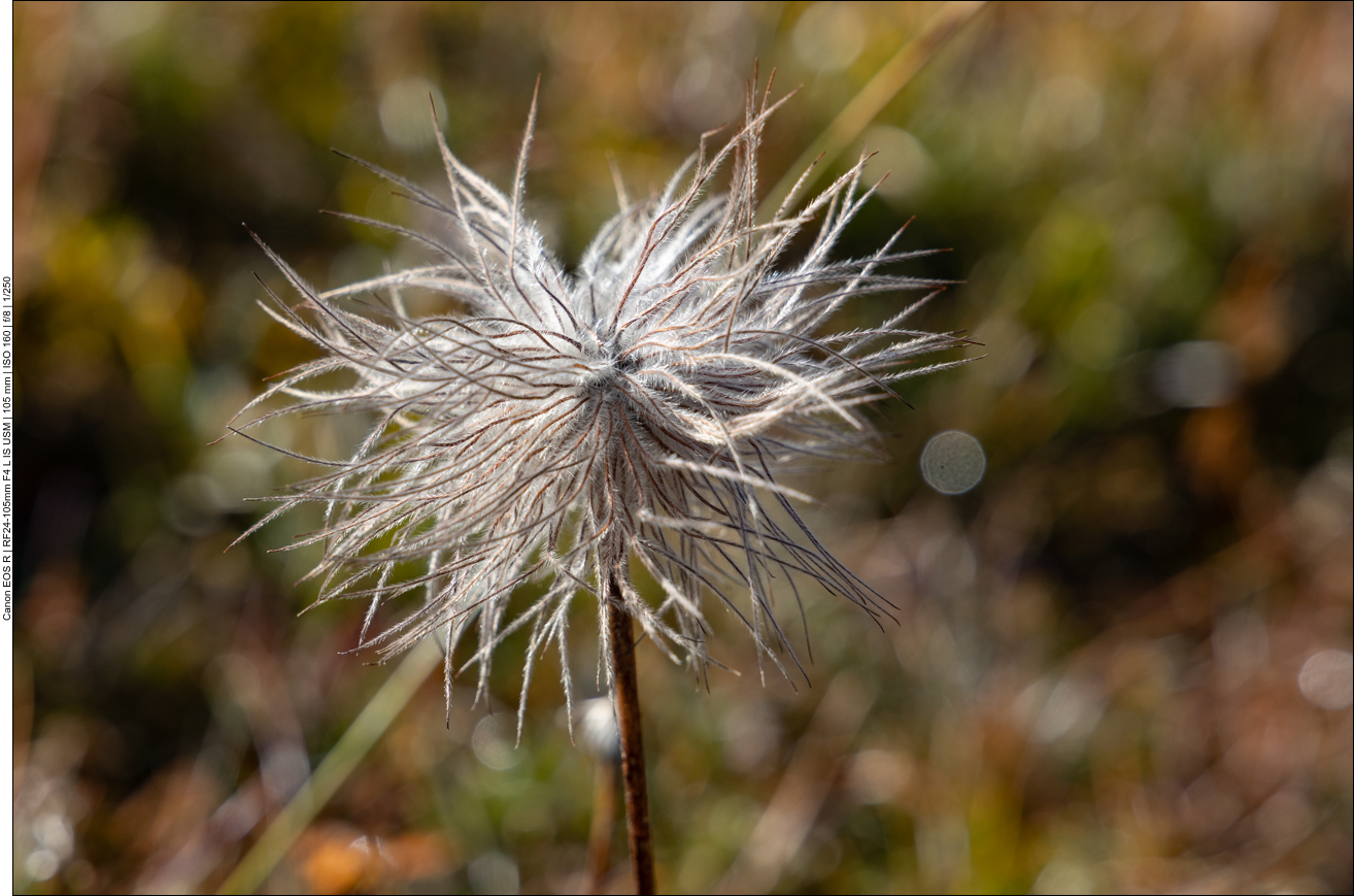 Alpen Anemone [Anemone alpina]