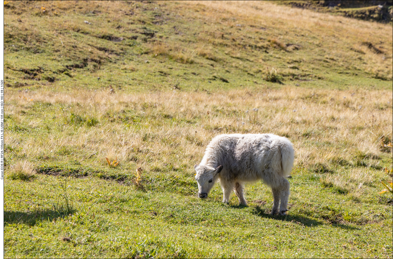 Süßes Yak-Kalb