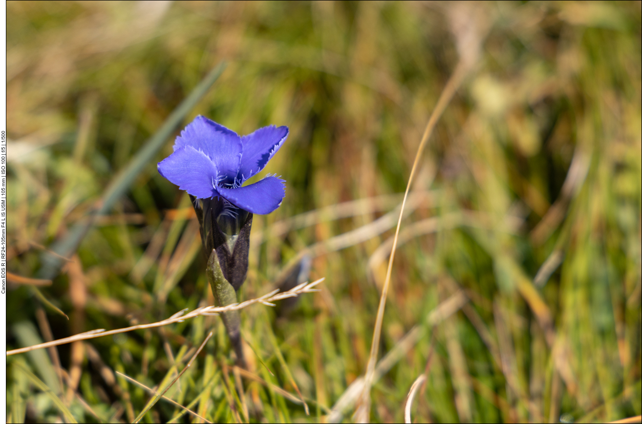 Fransen Enzian [Gentianopsis ciliata]