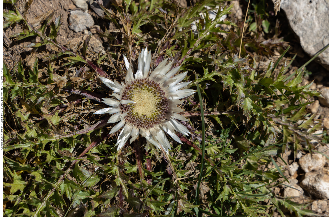 Silberdistel [Carlina acaulis]