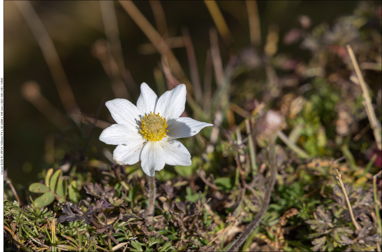 Alpen Anemone [Anemone alpina]