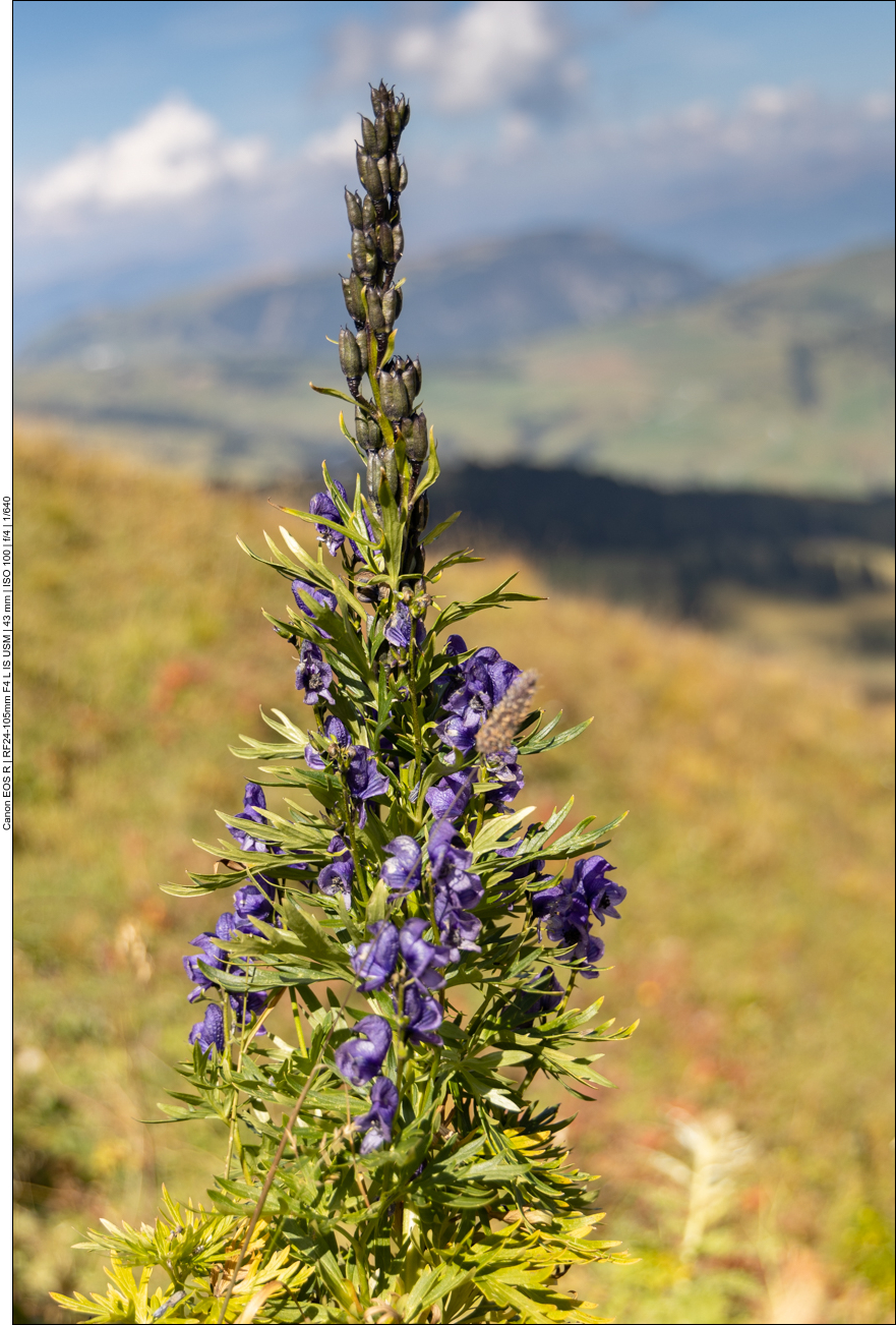 Blauer Eisenhut [Aconitum napellus]