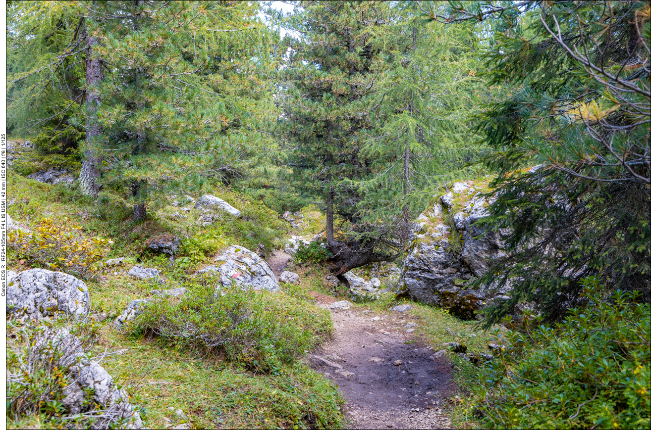 Es wird nun etwas waldiger