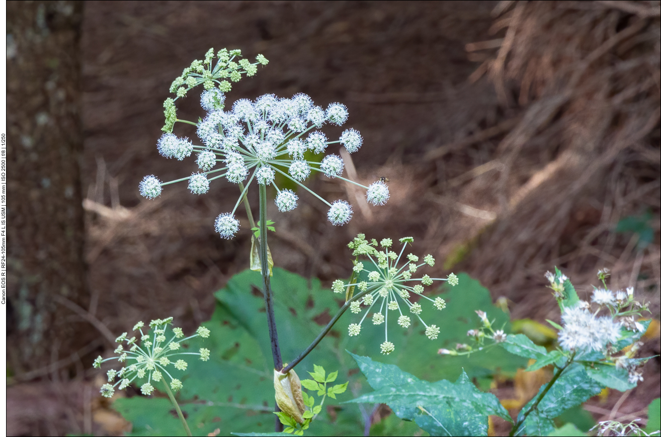 Wald-Engelwurz [Angelica sylvestris]