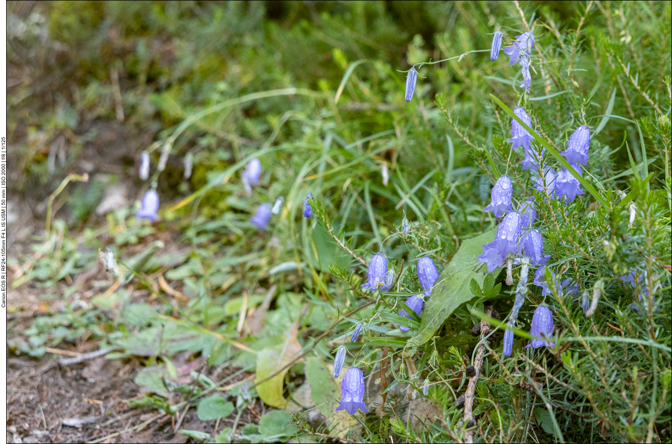 Rundblättrige Glockenblume [Campanula rotundifolia]