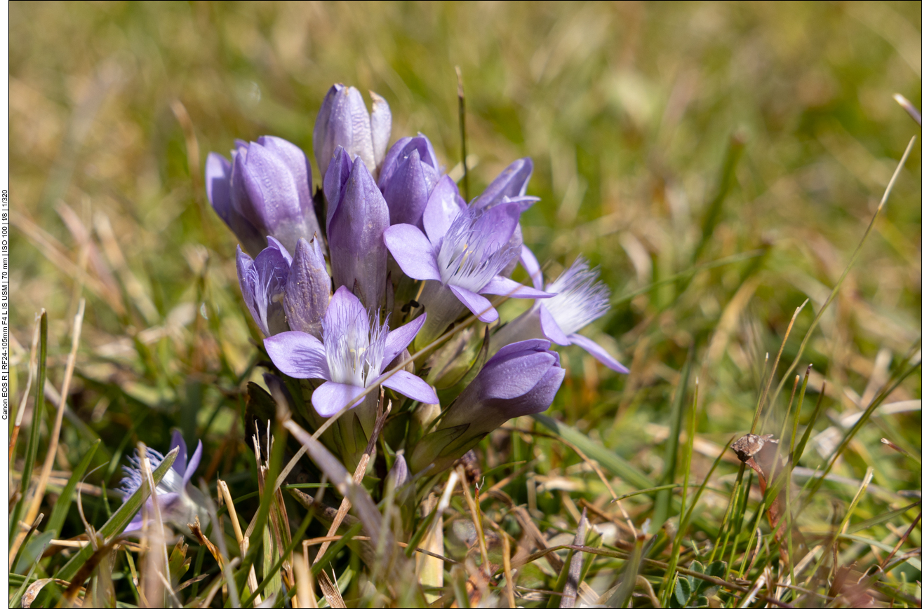 Reichästger Enzian [Gentianella ramosa]