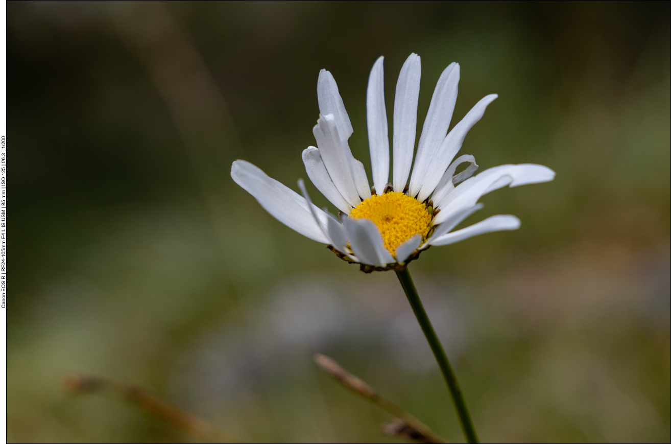 Gewöhnliche Margerite [Leucanthemum vulgare]