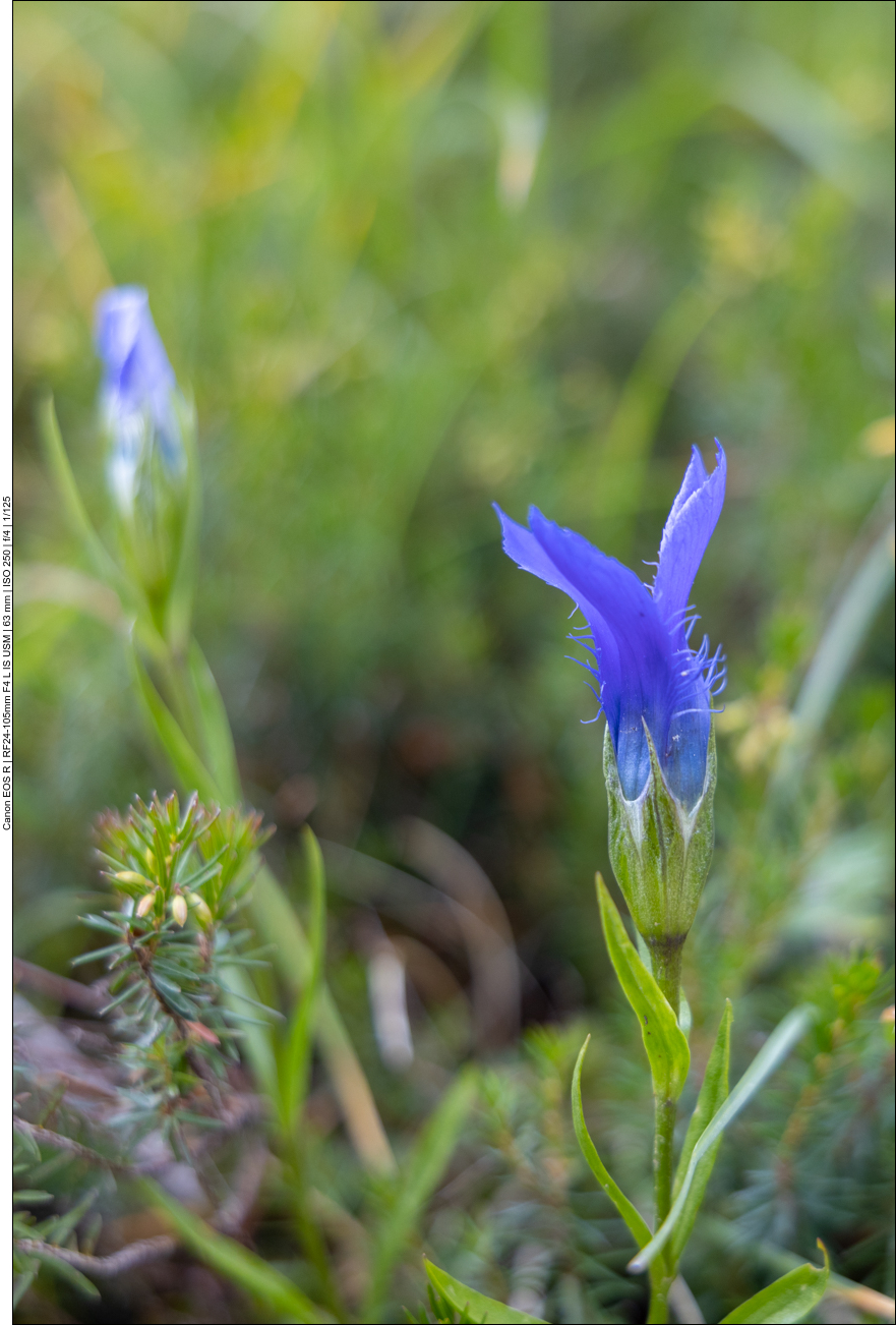 Fransen Enzian [Gentianopsis cilita]