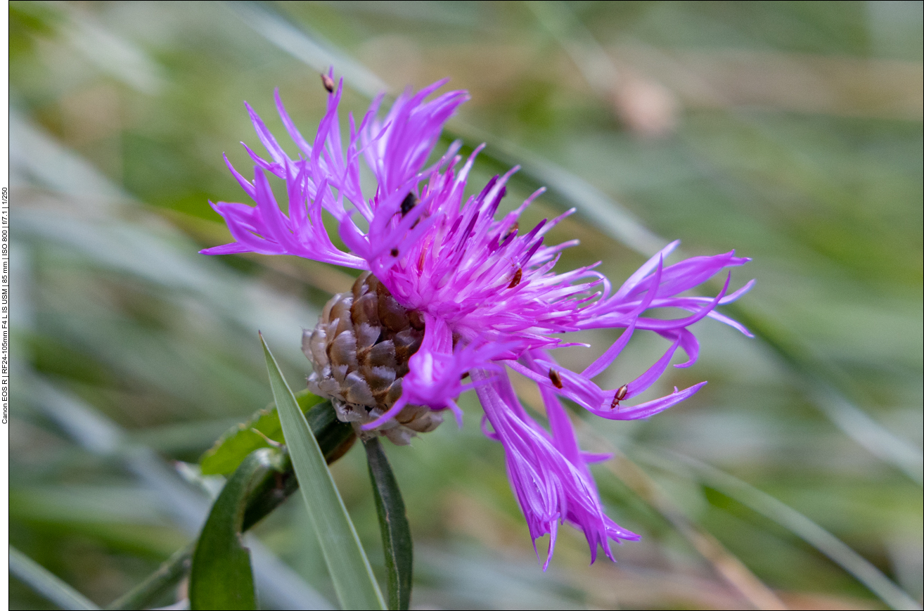 Wiesen-Flockenblume [Centaurea jacea]