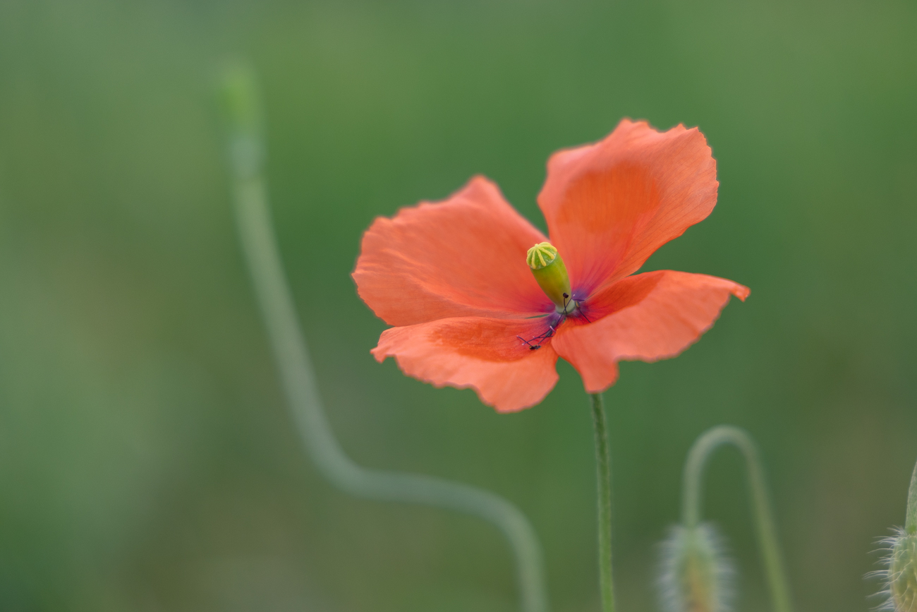 Mohnblume am Wegesrand