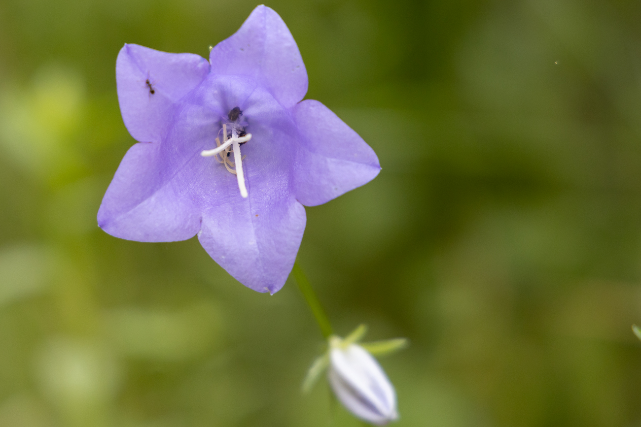 Wald-Glockenblume[Campanula latifolia]