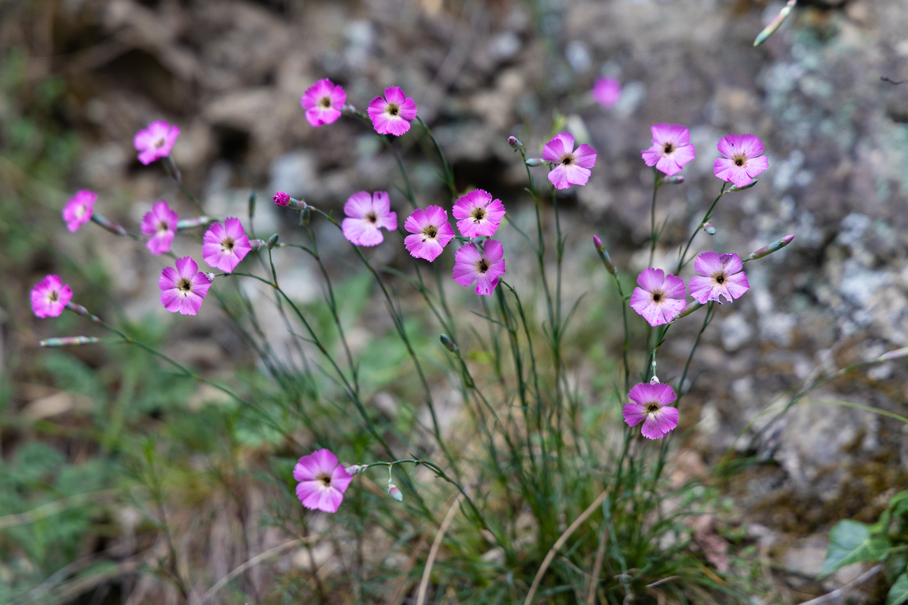 Stein-Nelke [Dianthus sylvestris]