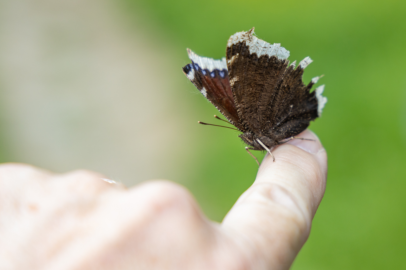... ein Trauermantel [Nymphalis antiopa]