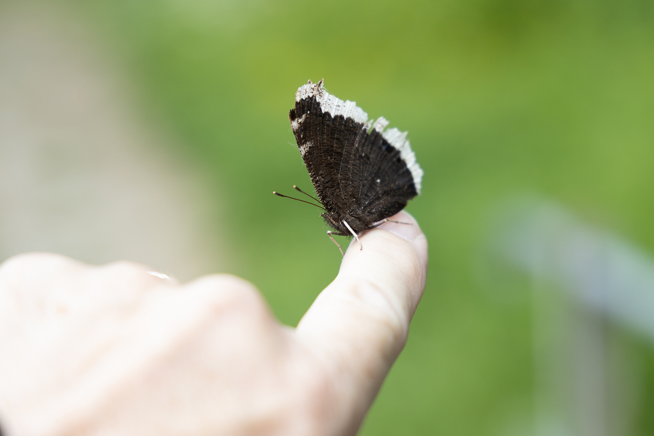 Zutraulicher Schmetterling ...