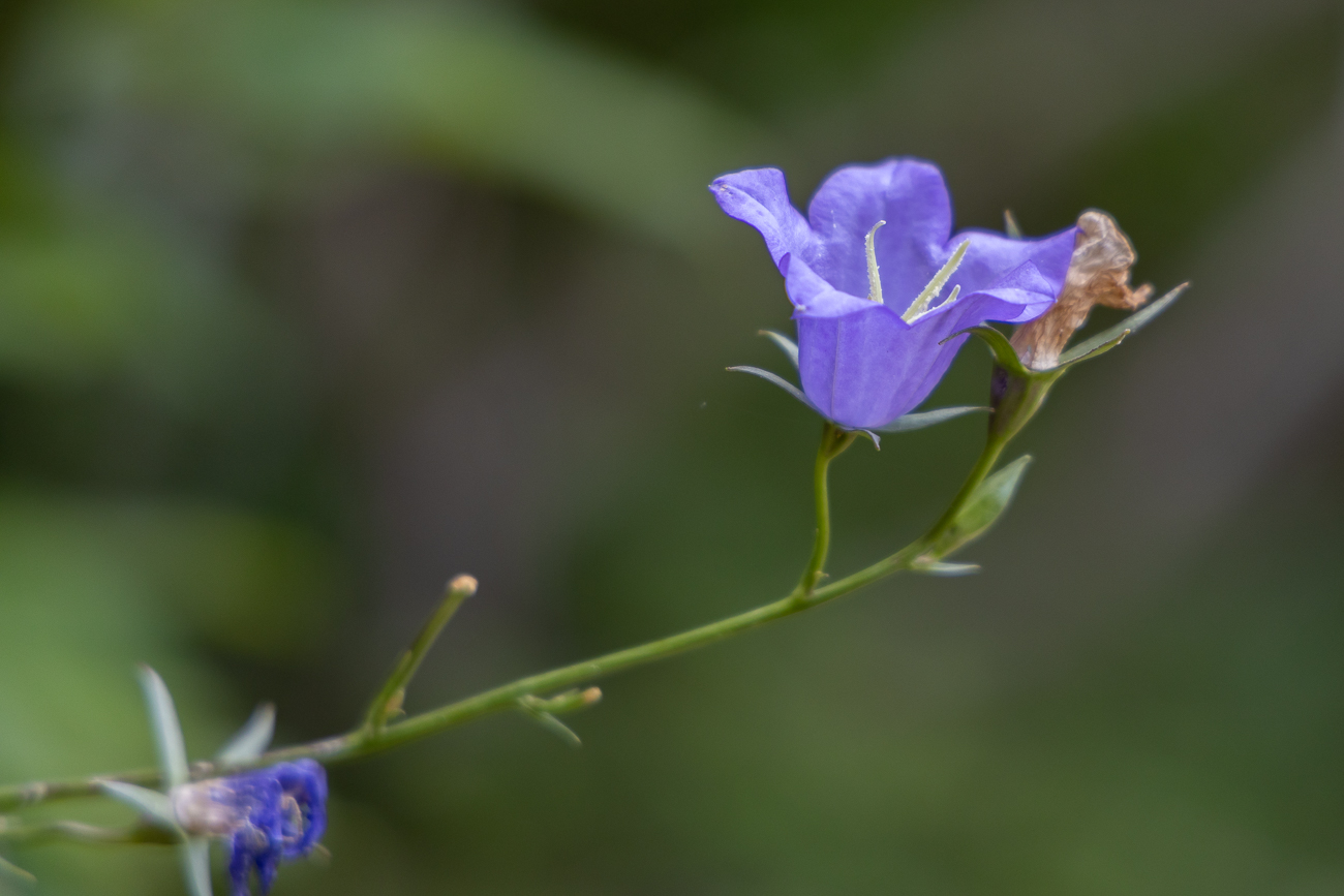 Wald-Glockenblume[Campanula latifolia]