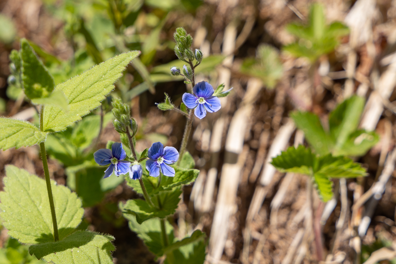 Gamander-Ehrenpreis [Veronica chamaedrys]