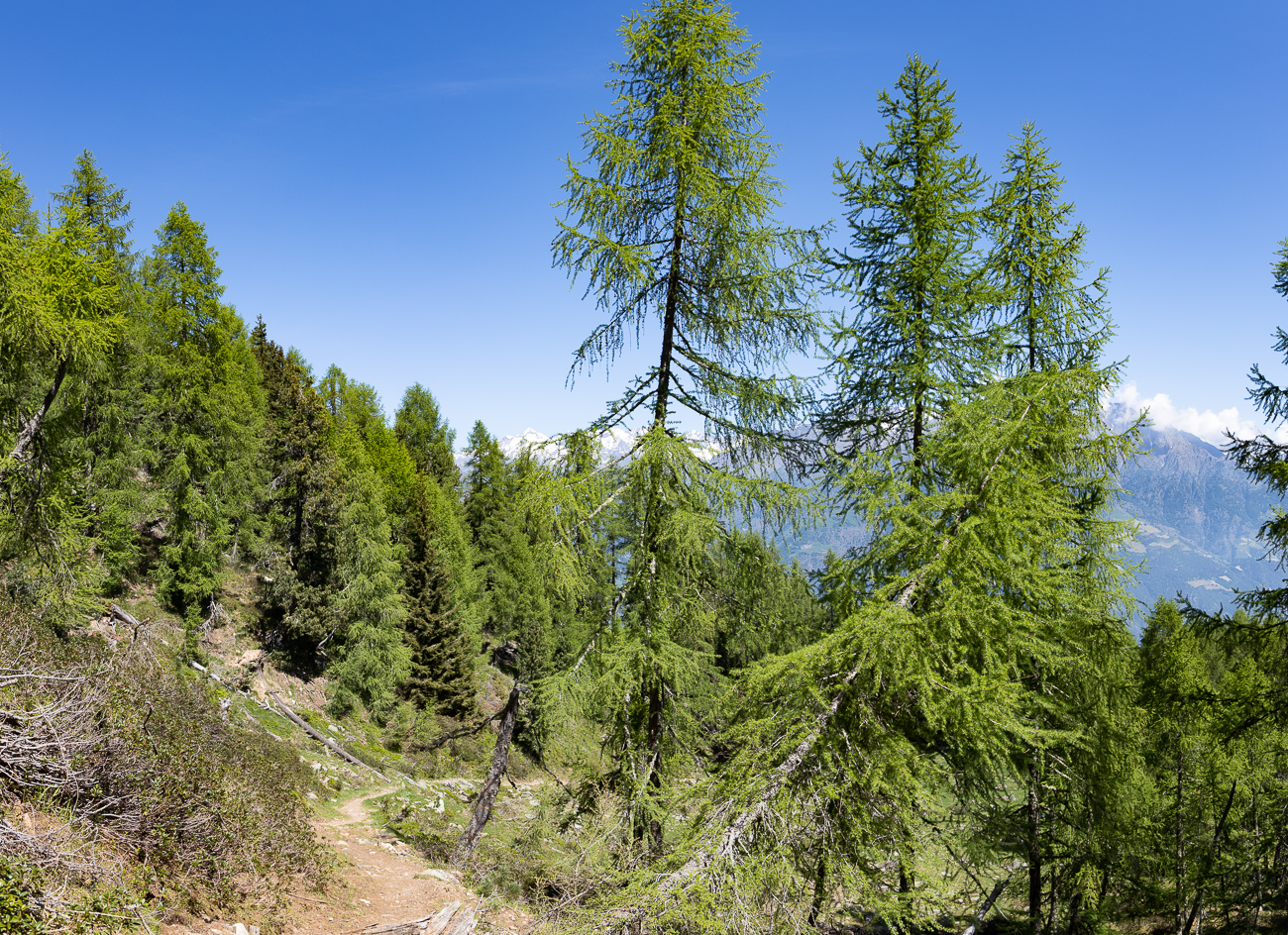 Die Fichten stehen auch nicht mehr ganz sicher
