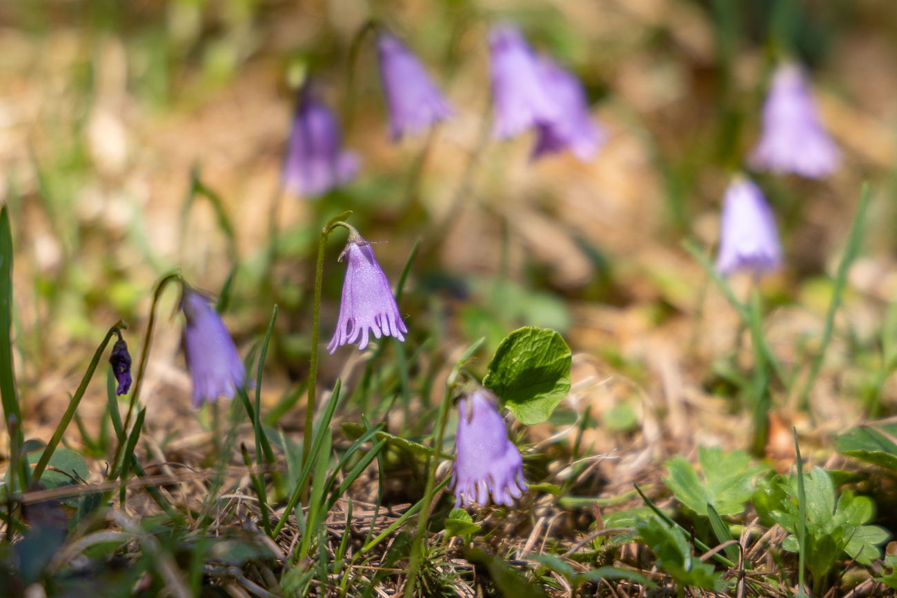 Zwerg-Soldanelle [Soldanella pusilla], auch Zwerg-Alpenglöckchen genannt