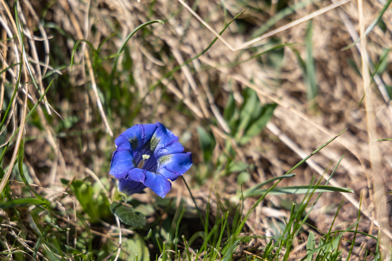 Schmalblättriger Enzian [Gentiana angustifolia]