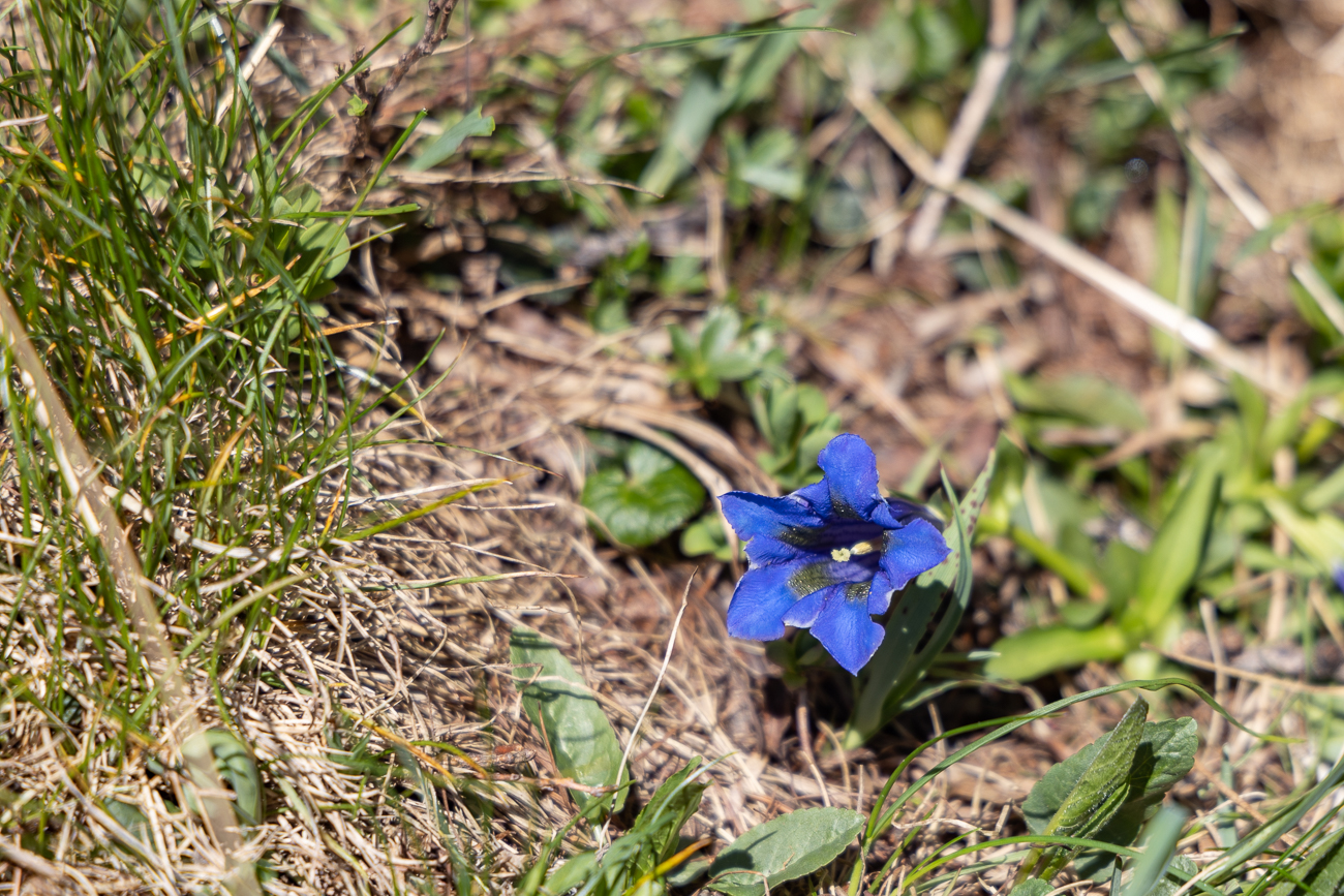 Schmalblättriger Enzian [Gentiana angustifolia]