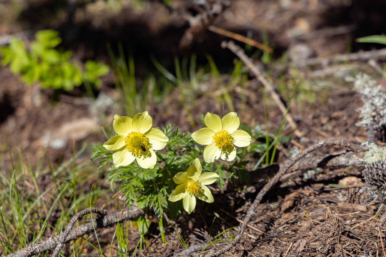 Alpen-Kuhschelle oder Alpen-Küchenschelle [Pulsatilla alpina], auch Alpen-Anemone genannt
