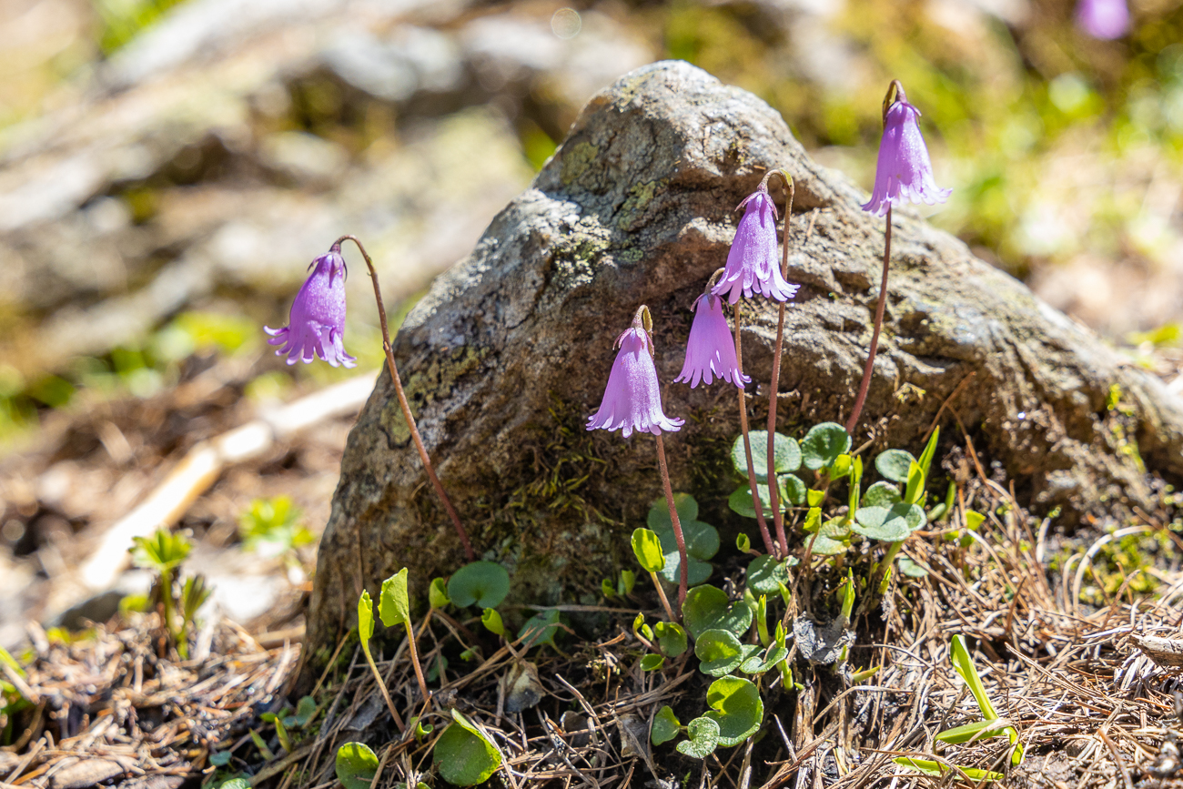 Zwerg-Soldanelle [Soldanella pusilla], auch Zwerg-Alpenglöckchen genannt