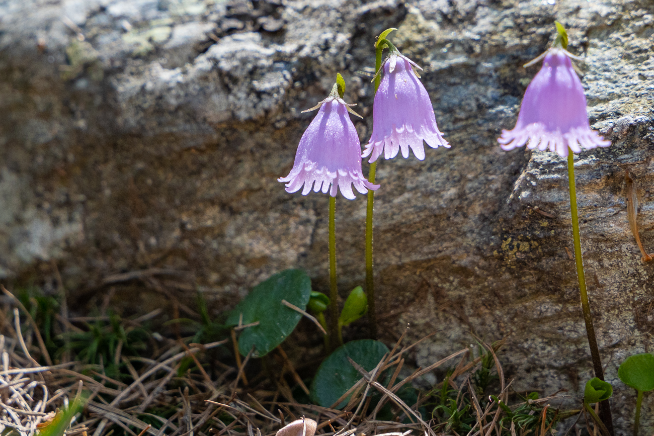 Zwerg-Soldanelle [Soldanella pusilla], auch Zwerg-Alpenglöckchen genannt