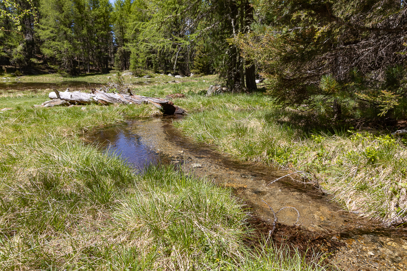 Überquerung des Hochmoors 