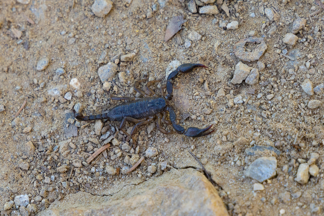 Mitten auf dem Weg finden wir einen der seltenen Alpenskorpione