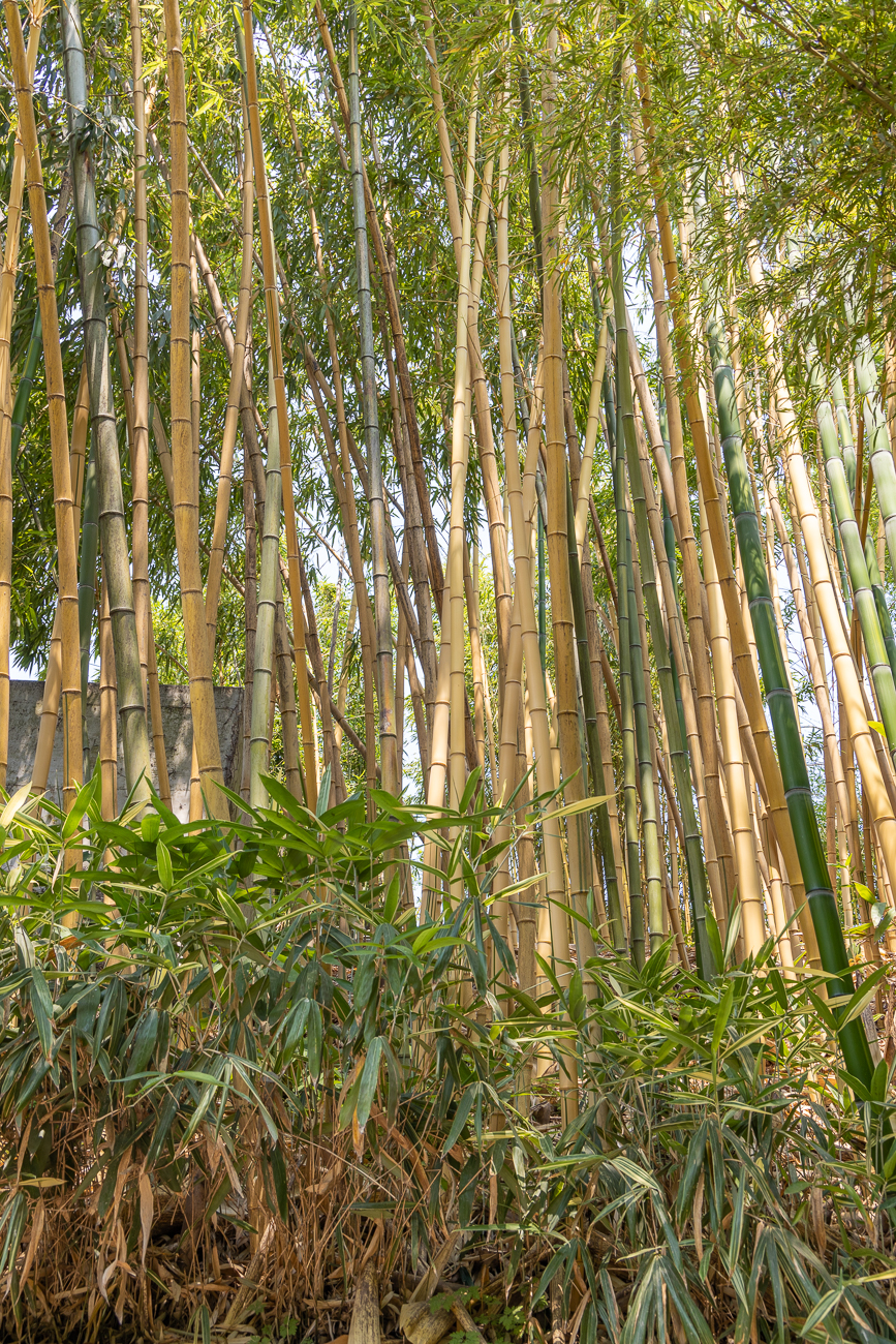 Bambuswald