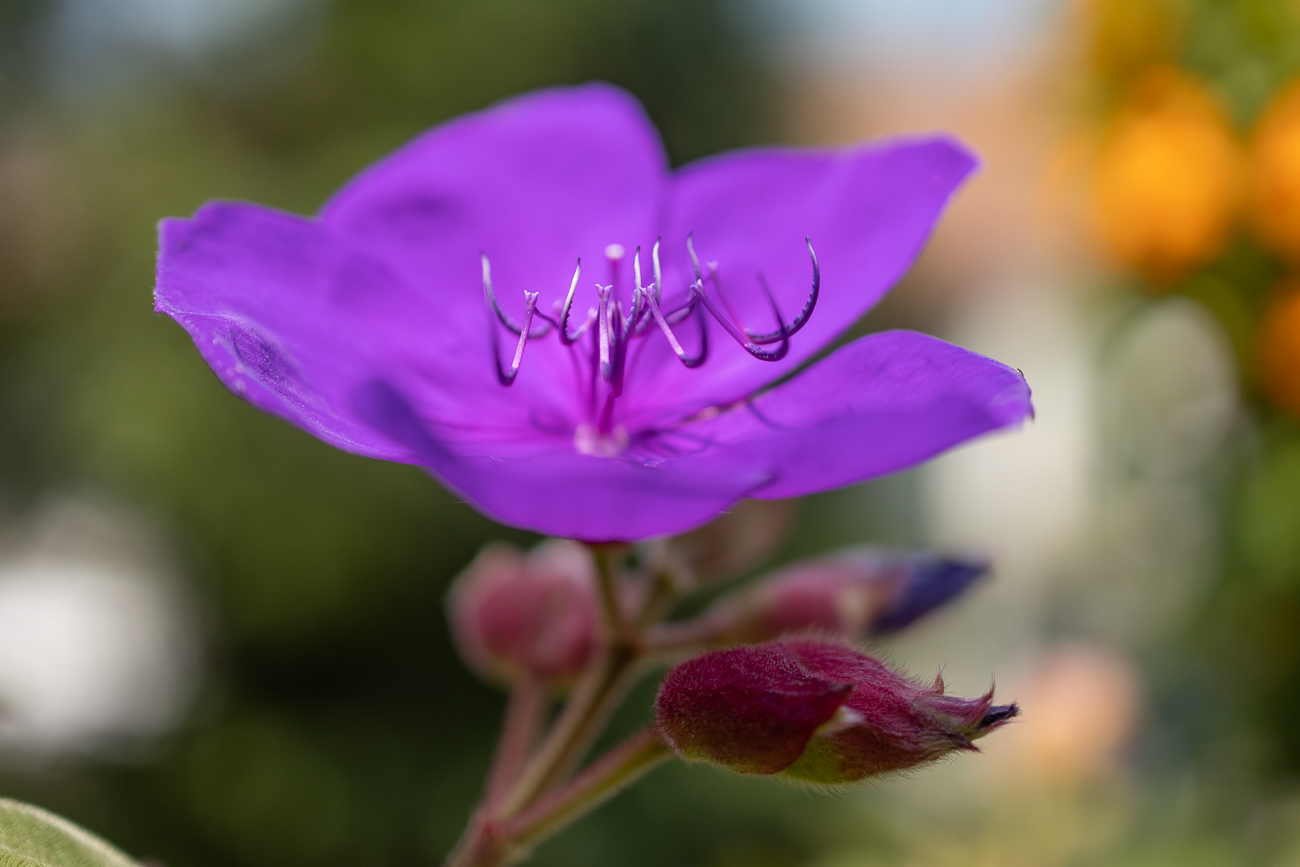 Glänzende Tibouchina [Tibouchina urvilleana]
