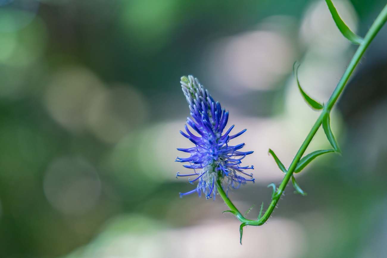Ziestblättrige Teufelskralle [Phyteuma betonicifolium], auch Betonienblättrige Rapunzel genannt