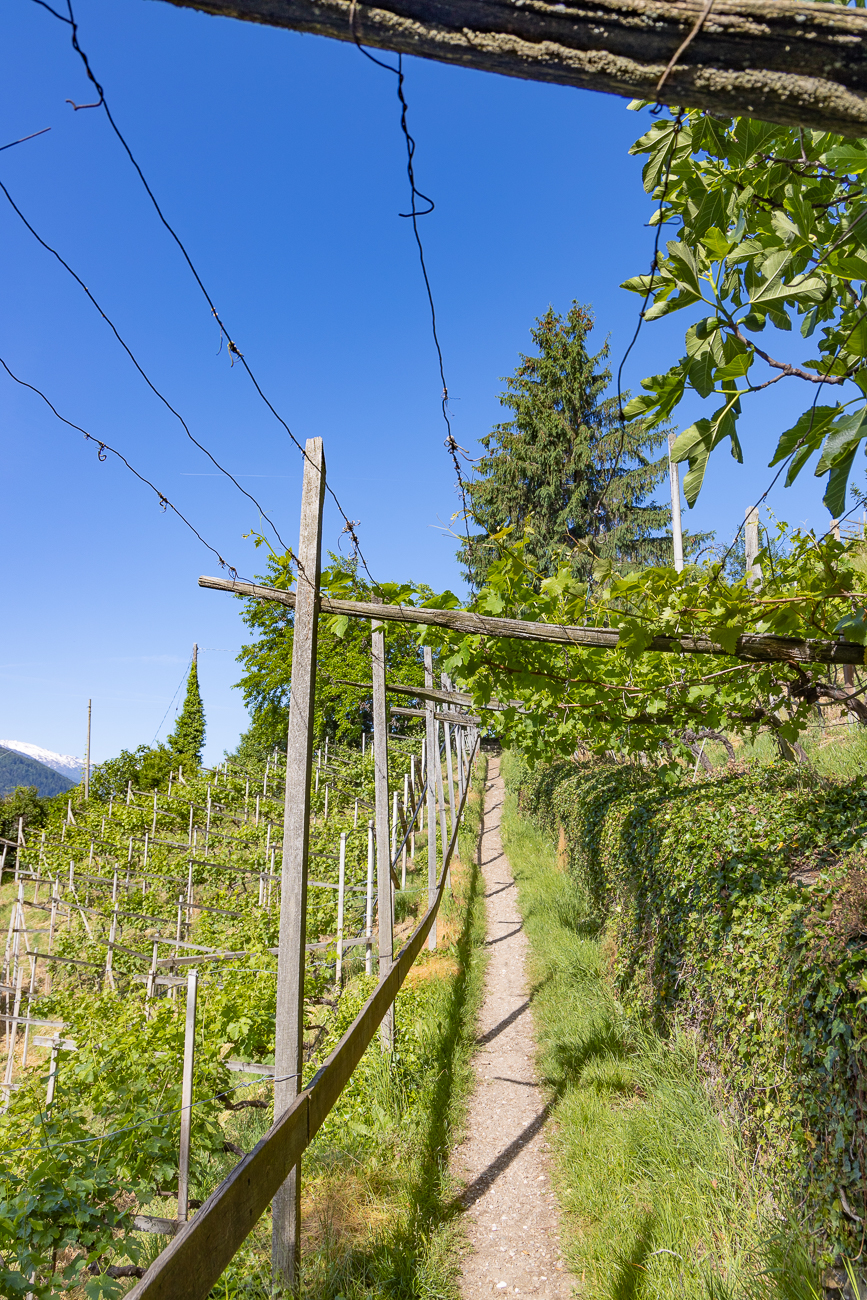 Weiter geht es durch Weinhänge ...