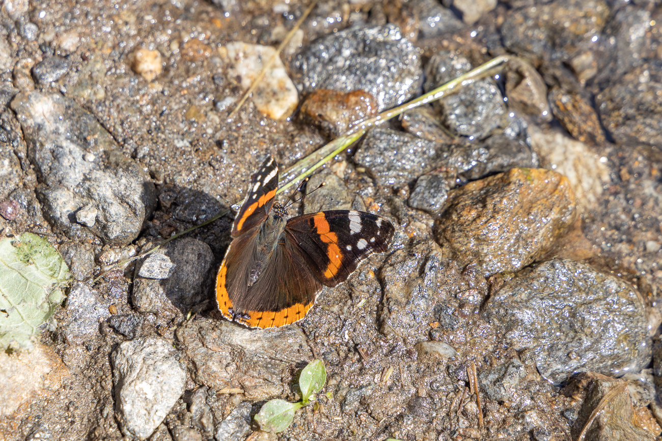 Admiral [Vanessa atalanta]