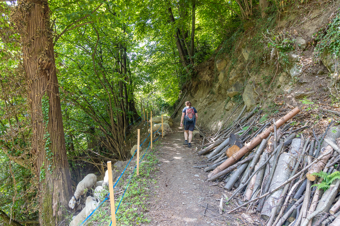 Vorbei an einer Schafherde ...