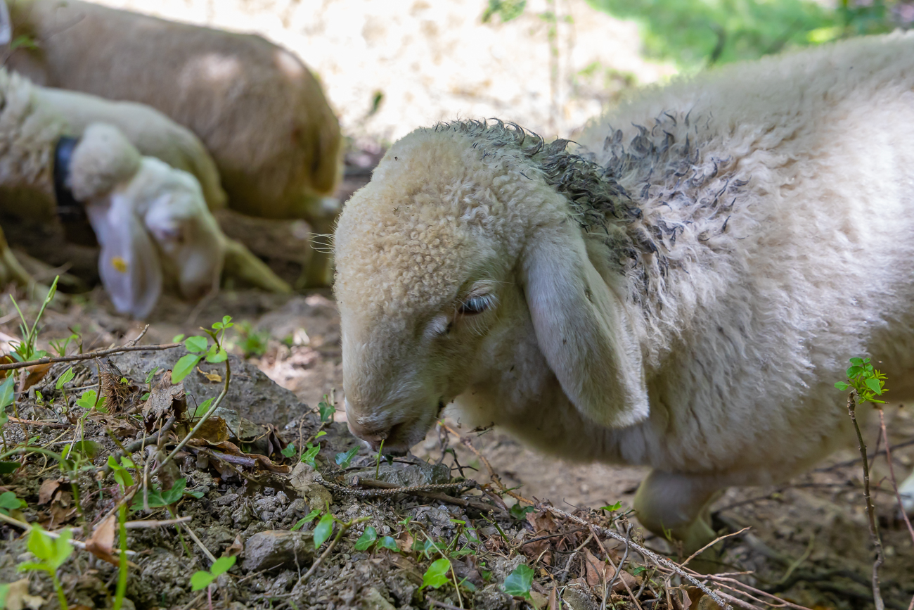 ... mit süßen Lämmchen ...