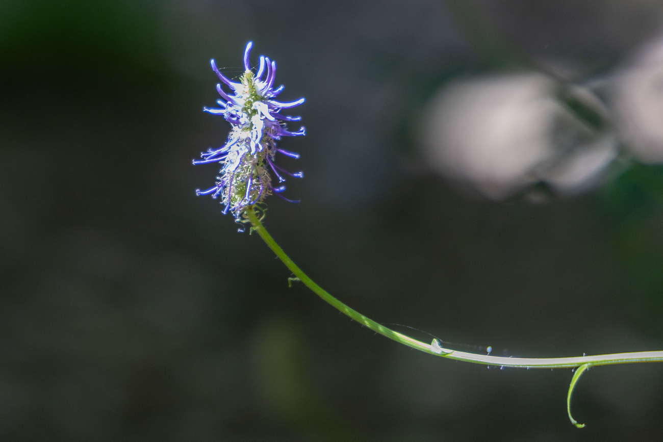 Ziestblättrige Teufelskralle [Phyteuma betonicifolium], auch Betonienblättrige Rapunzel genannt