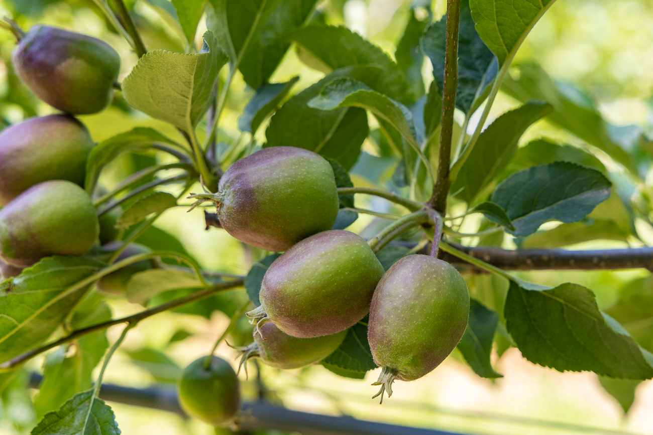 Die Äpfel müssen noch etwas wachsen