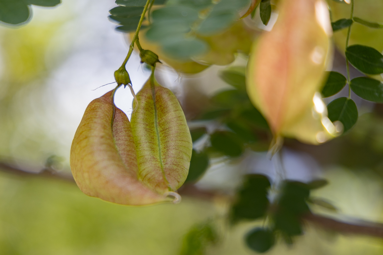 Dreidimensionale Blätter