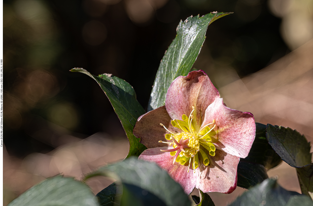 Orientalische Nieswurz [Helleborus orientalis]