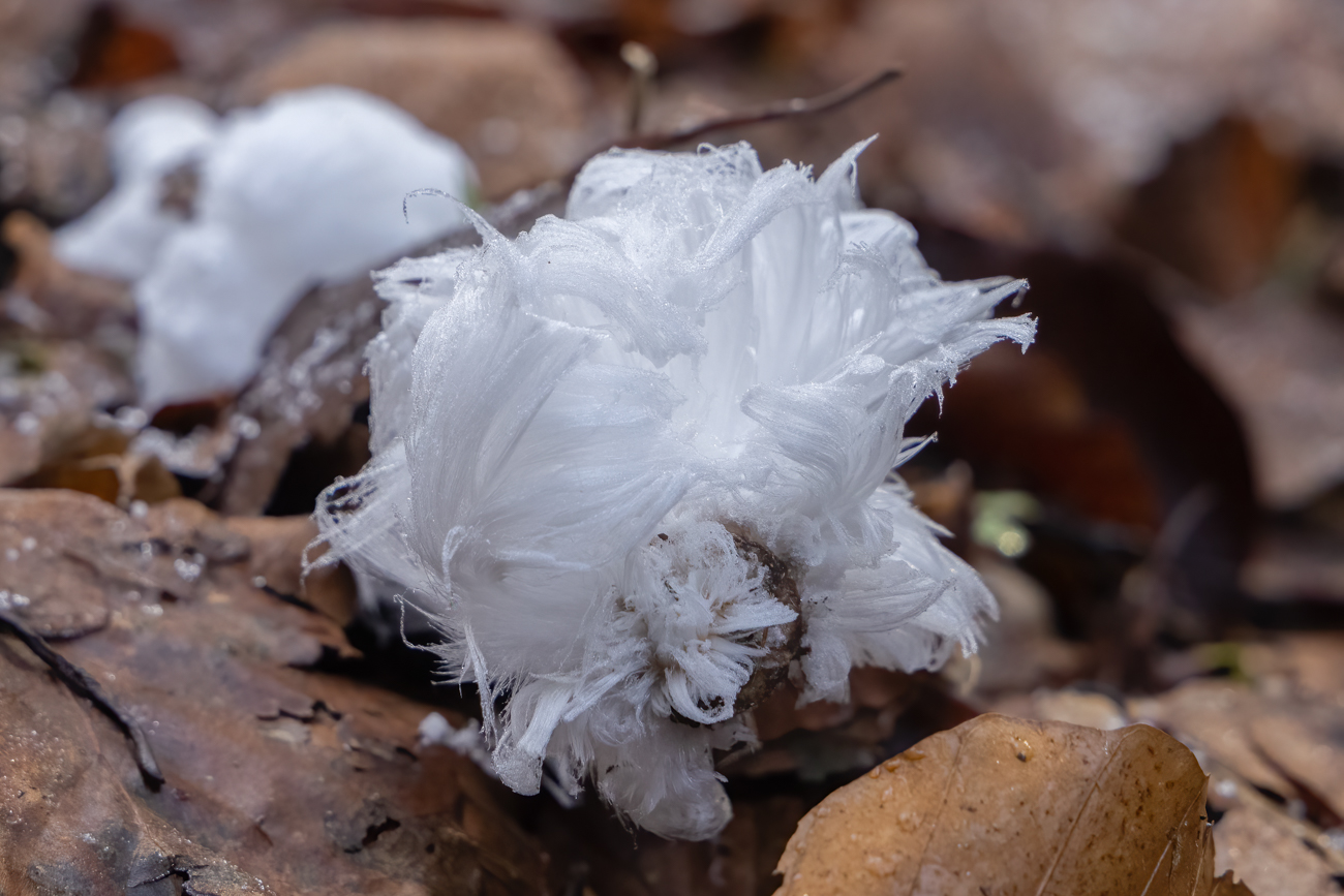 Haareis, manchmal auch Eiswolle genannt, besteht aus feinen Eisnadeln, die sich bei geeigneten Bedingungen auf morschem und feuchtem Totholz bilden können. Anders als Hydrometeore (zum Beispiel Raureifkristalle) entsteht Haareis aus dem im Holz enthaltenen Wasser, nicht aus Luftfeuchtigkeit<width=