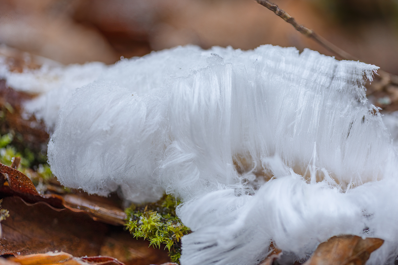 Wissenschaftlich ist die Entstehung des nur selten zu beobachtenden Haareises noch wenig erforscht. 1918 beschrieb der Meteorologe Alfred Wegener Haareis auf nassem Totholz. Er vermutete einen "schimmelartigen Pilz" als Auslöser, was jedoch von anderen Wissenschaftlern angezweifelt wurde, die rein physikalische Prozesse wie bei der Entstehung von Kammeis als Ursache annahmen. Eine biophysikalische Studie von Gerhart Wagner und Christian Mätzler bestätigte 2008 Wegeners Vermutung weitgehend. Demnach wird Haareis durch das Myzel winteraktiver Pilze (u. a. Schlauch- und Ständerpilze) ausgelöst, deren aerober Stoffwechsel (Dissimilation) Gase produziert, die das im Holz vorhandene leicht unterkühlte Wasser an die Oberfläche verdrängen. Dort gefriert es und wird durch nachdrängende, beim Austritt aus dem Holz ebenfalls gefrierende Flüssigkeit weitergeschoben. Dies geschieht ausschließlich bei Temperaturen knapp unter dem Gefrierpunkt, wenn das Wasser im Holz noch nicht gefroren ist, es an der geringfügig kälteren Umgebungsluft jedoch gefriert. Eine Randbedingung für die Haareisbildung ist außerdem hohe Luftfeuchtigkeit: Wenn die Luft nicht mit Wasserdampf gesättigt ist, sublimieren die feinen Eiskristalle kurz nach ihrer Bildung an der Holzoberfläche, so dass keine langen Haareiskristalle entstehen können. Eine Reproduktion von Haareis ist in Versuchen solange möglich, wie das Pilzmyzel im Holzkörper nicht abgetötet wird.