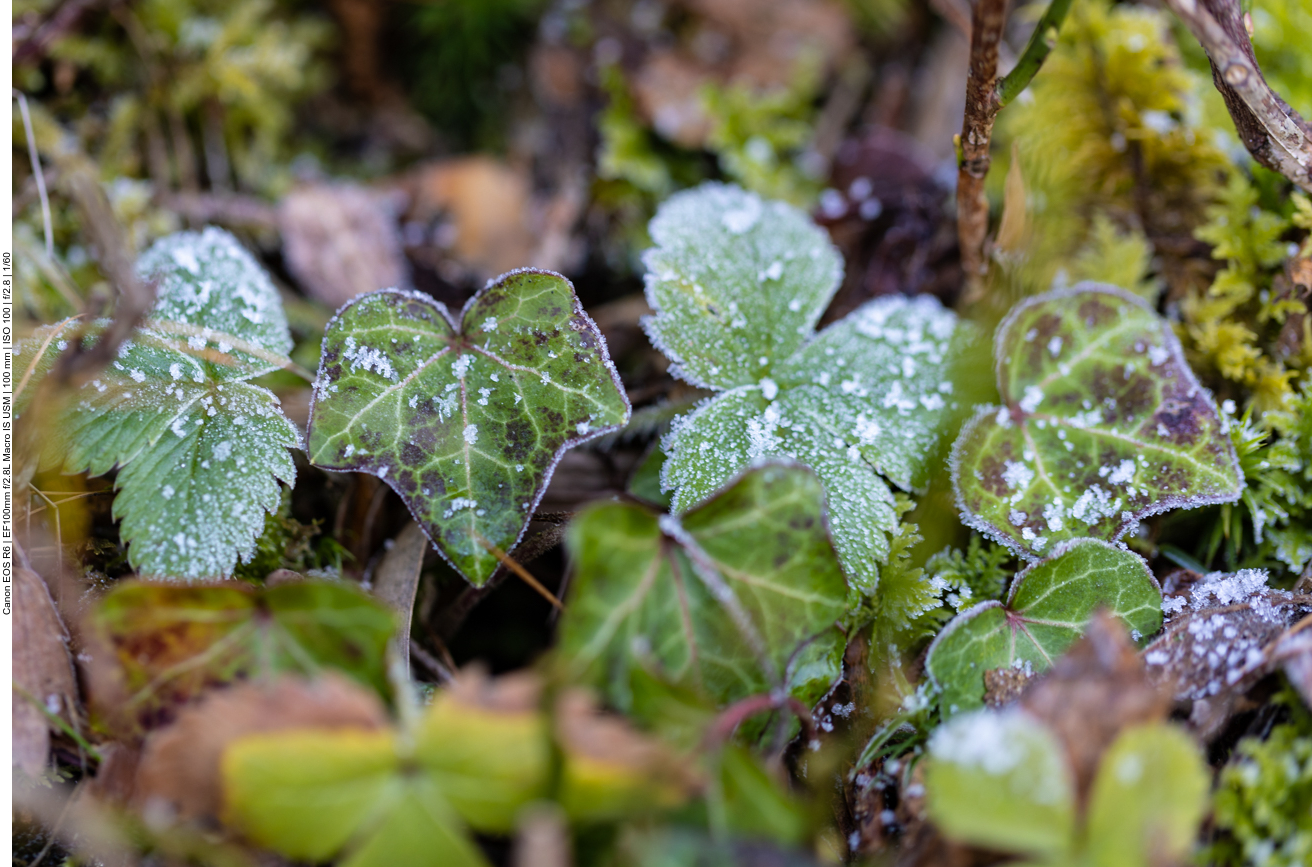 Raureif auf den Blättern