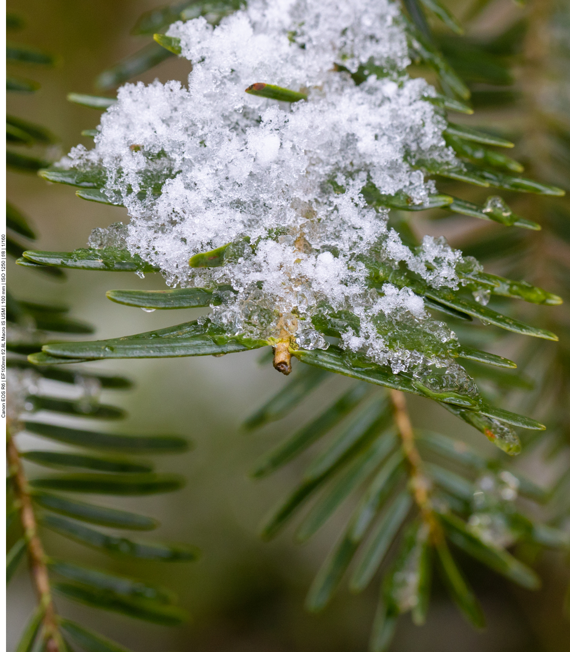 Schneereste auf Tannengrün