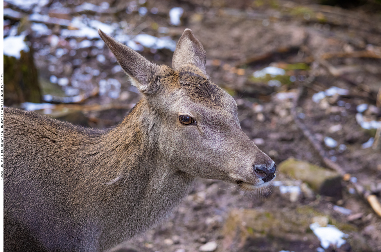 ... in einem Wildgehege