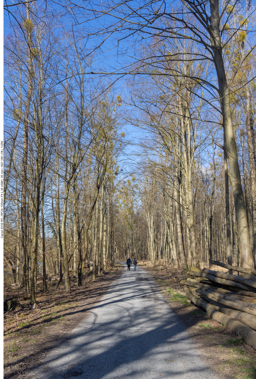 Breiter Waldweg