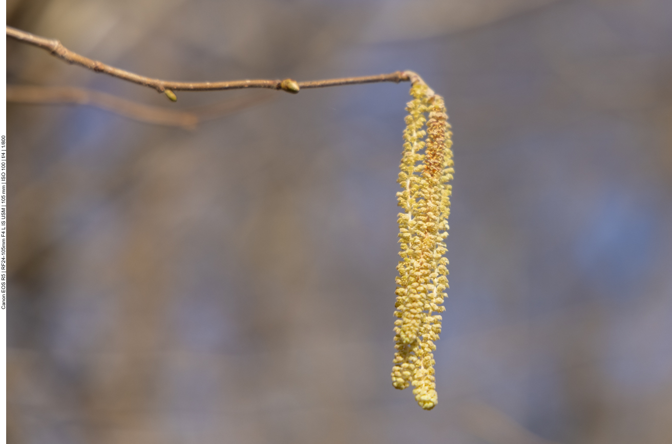 Schrecken für Allergiker