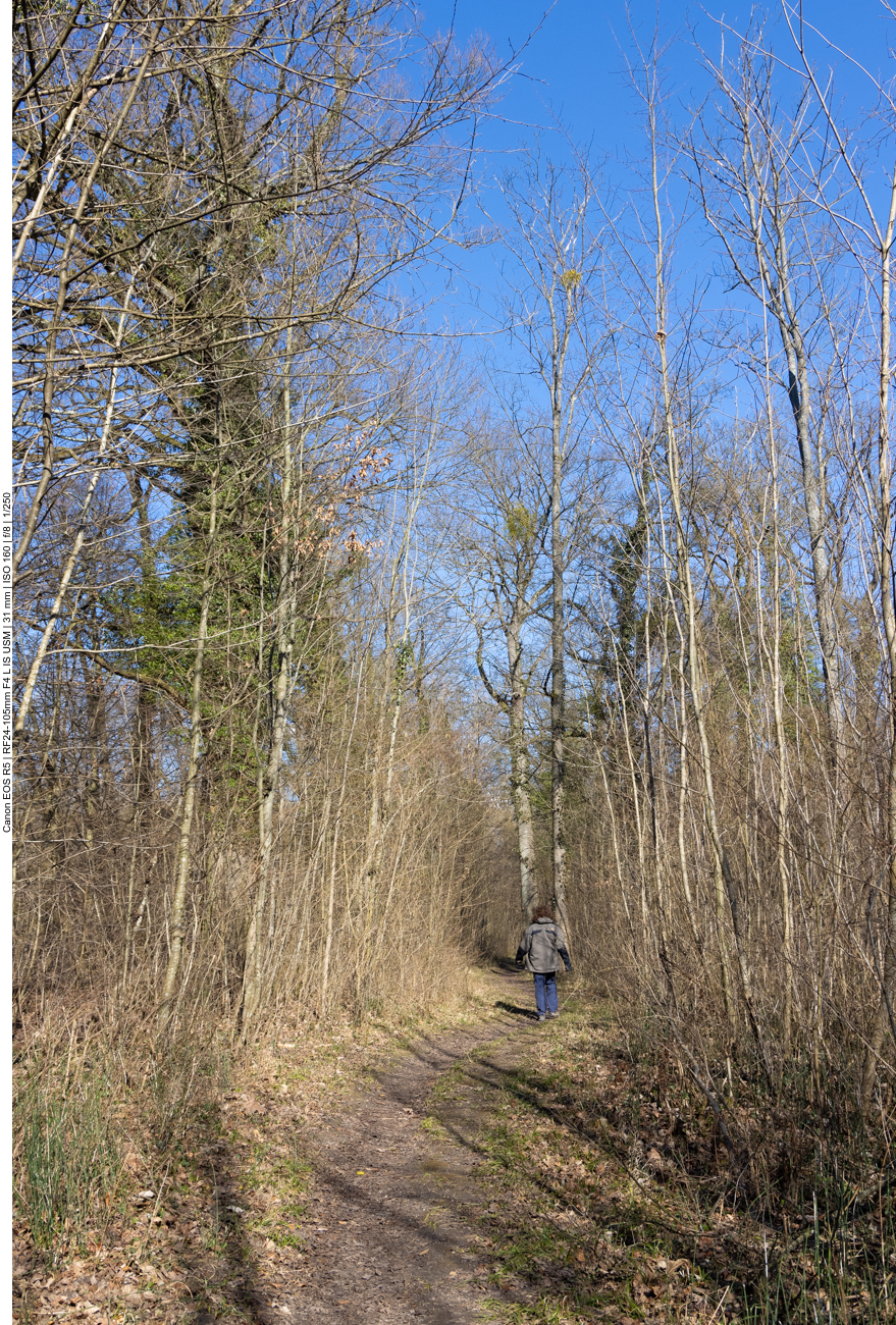 Pfad durch den Forst