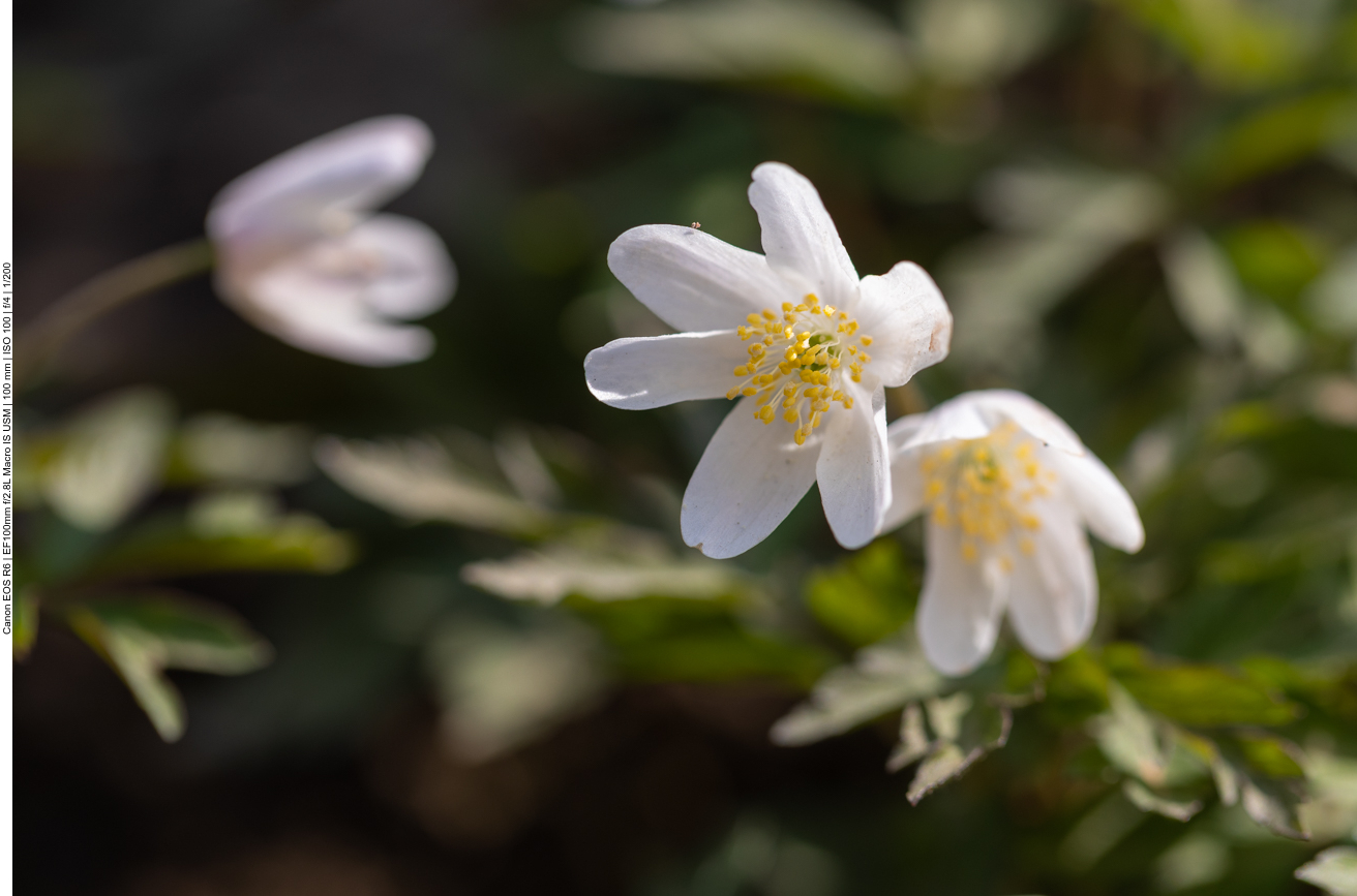 Buschwindröschen [Anemone nemorosa]