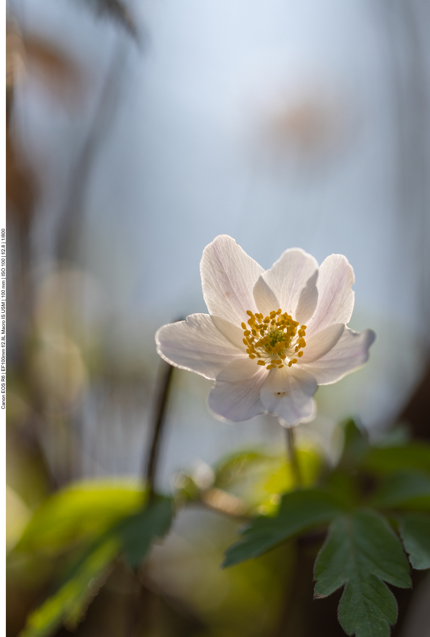 Buschwindröschen [Anemone nemorosa]